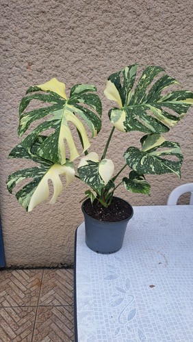 Monstera thai constellation - thai,