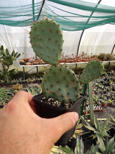 Opuntia phaecantha paucispina - opuntia,