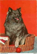 Animals - Dogs - Wicker Basket - CPM - See Duplex Scans