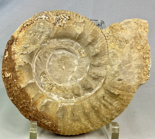 Rare grand fossile ammonite - grand,
