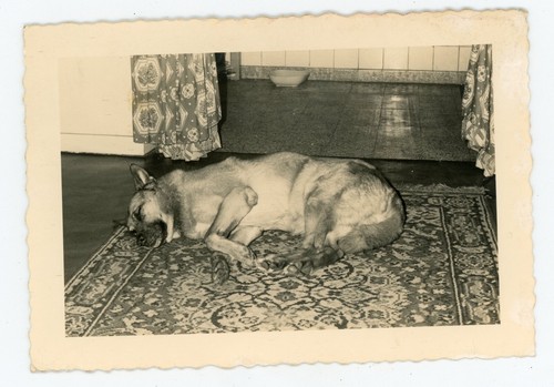 Photo snapshot 1960 a - snapshot, c.1960,