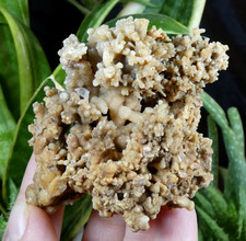 Aragonite Salsigne 8x6cm Aude France mineral collection ancienne reiki pierre