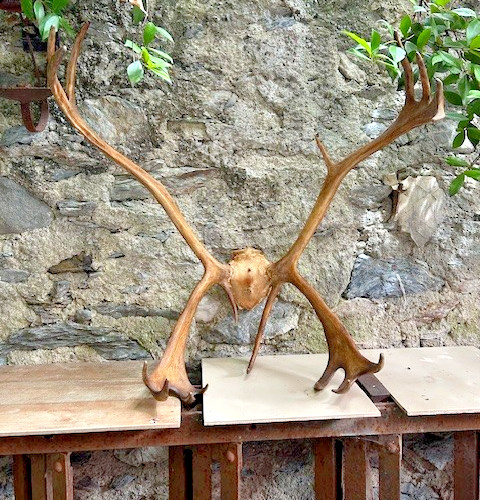 Bois cerf avec crane deer - bois,