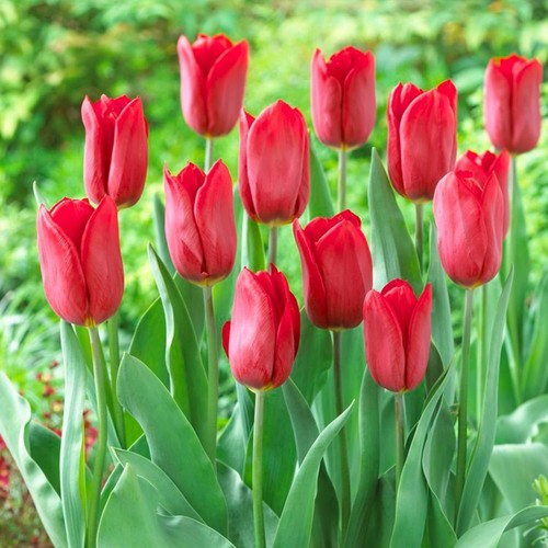 Tulipes bulbes rustique - tulipes,