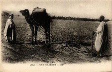 Old postcard AK ALGERIA Une Plough (787236)