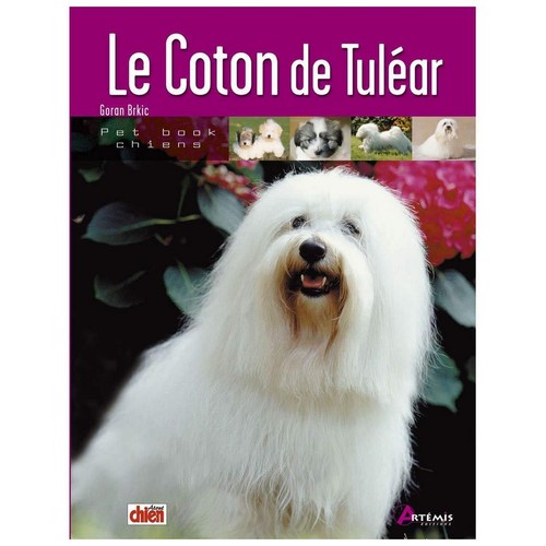 Coton tuléar - le,