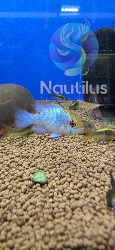 Electric blue ram - electric,