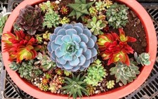 100 Succulentes Plantes