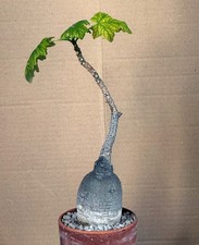 Uncarina roeoesliana  (Plante