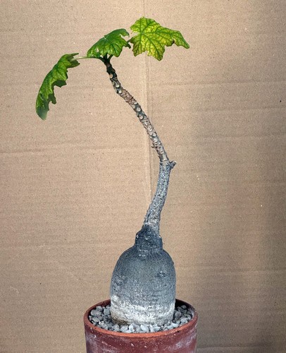 Uncarina roeoesliana plante - uncarina,