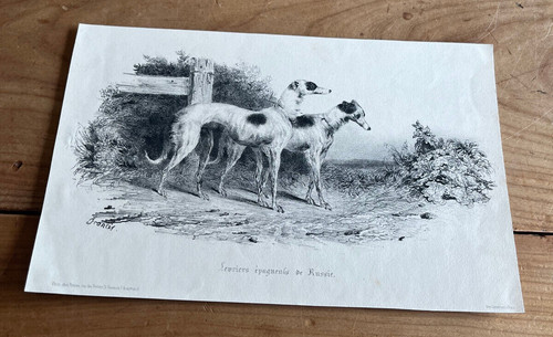 Gravure ancienne chien - gravure,