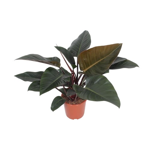 Philodendron congo red - philodendron,