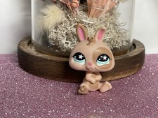 🌸 petshop dwarf rabbit