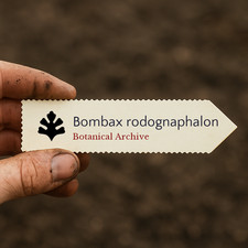 Bombax rodognaphalon 100 SEEDS