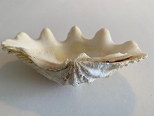 coquillage bénitier - Naturel - Année 70 -20x12x4cm - 550g