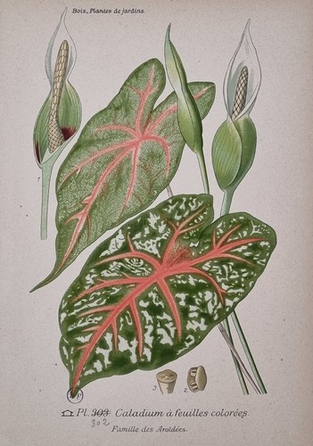 Estampe botanique planche
