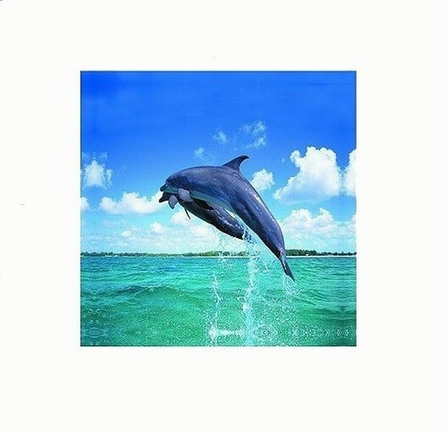 Cadre toile tableau dauphin - cadre,