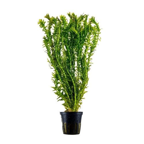 Plante aquarium elodea - d’aquarium,