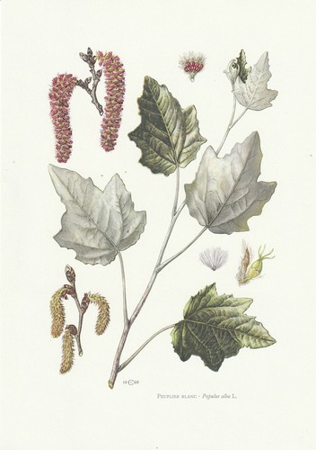 Planche histoire naturelle - planche,