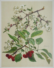 Cerisier Bailly Lithographie originale 1904 Art Nouveau Fleur plante botanique
