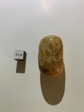 Pierre fossile polie – Corail fossilisé (Indonésie) – Paléocène–Éocène / Polishe