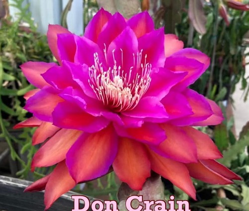 Très rare epiphyllum don - rare, “don