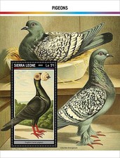 PIGEONS Birds Pigeon Bird MNH 1v-Stamp Sheet #2330 (2023 Sierra Leone)