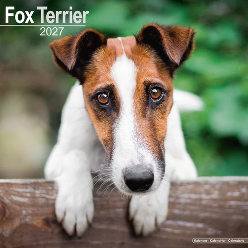 Calendrier 2027 fox terrier - -,
