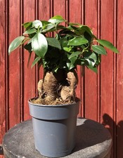 BONSAÏ FICUS GINSENG 6ANS H28CM TRONC FORT
