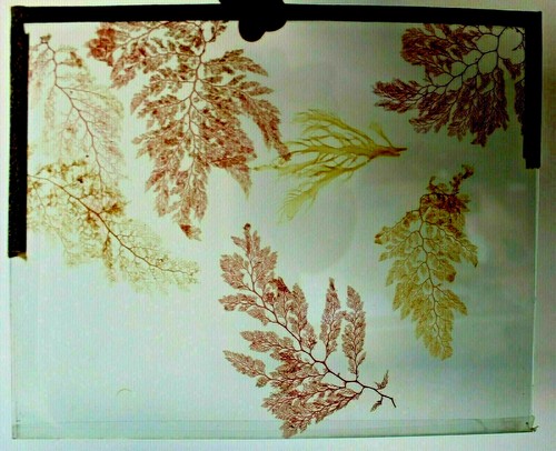 Rare ancien herbier algues - rare, d'algues