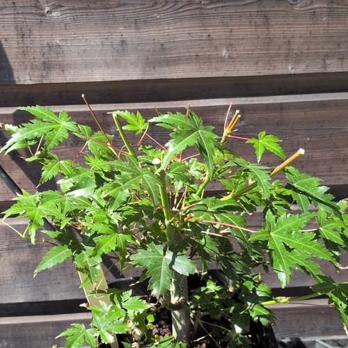 Bonsaï acer palamtum - acer,
