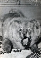 Photo de presse vintage Paris