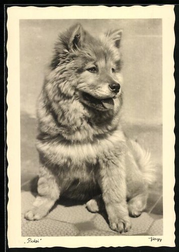 Postcard dog puppies - postcard,