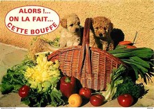 Animals - Dogs - Puppies - Wicker Basket - Vegetables - CPM - See Recto-V Scans