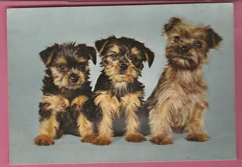 Musicale 3 chiens - cp,