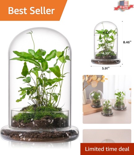 Stylish inch glass - stylish, terrarium