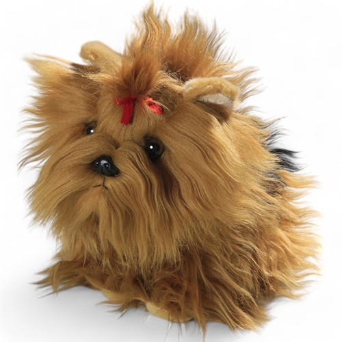 Carl dick yorkshire terrier - carl,