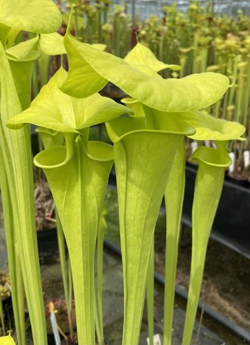 Graines sarracenia flava - graines,