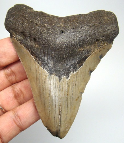 Megalodon shark tooth real - megalodon,