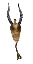 Taxidermy Trophy Horn Antelope Or Gazelle Objects Collection 