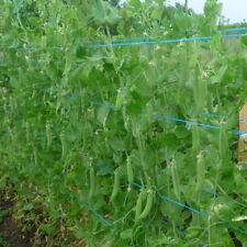 Pois À Rames Roi Des