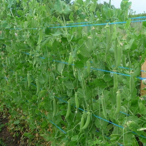 Pois rames roi des - pois, À