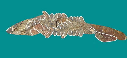 Hdeb aegirocassis benmoulae - aegirocassis,