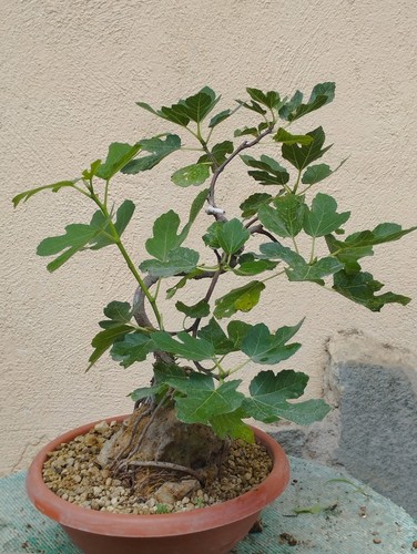 Bonsaï ficus 14 cm - ficus, 30