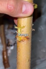 6 GOLDEN Cassava Cuttings (Yuca) ? 8”-12” Fresh Manioc Stems for Planting-RARE!