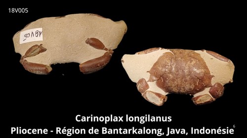 Crabe carinoplax pliocène - crabe,
