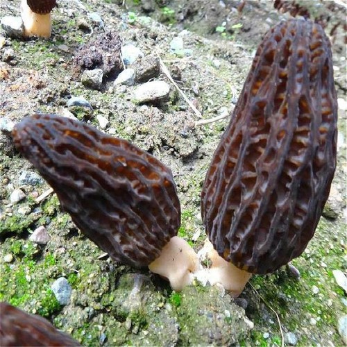 Spores morille black morel - de,