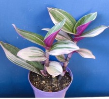 TRADESCANTIA Blossfeldiana