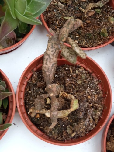Euphorbia platyclada plante - platyclada,