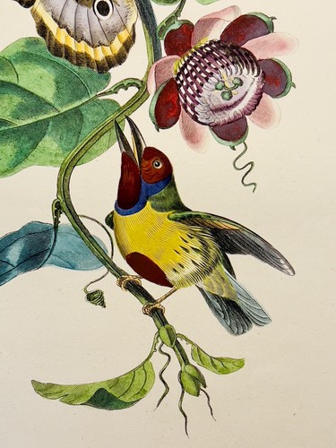 Aquarelle ancienne gravure sur